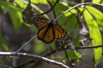 Mariposa monarca