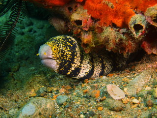 Moray eel