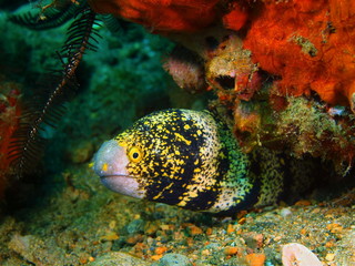 Moray eel