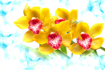 Fototapety  Kwiat orchidei z bliska