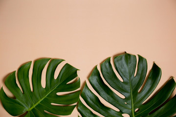 Fashionable Monstera leaves decorated over creative nude beige pastel  background.