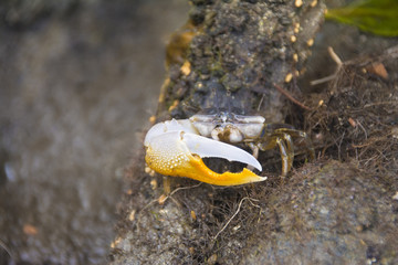 Fiddler crab (Uca vocans) has a big hand under the Mangroves, Palau, Pacific, tropical