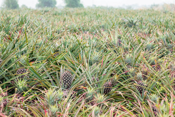 planting of pineapple.