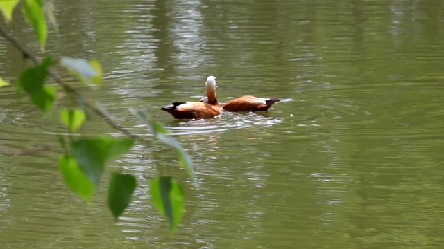 Eurasian wigeon, also known as widgeon cleaning itself in the lake