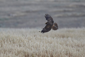 Western marsh harrier (Circus aeruginosus)
