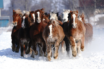 雪原を走る馬 - obrazy, fototapety, plakaty