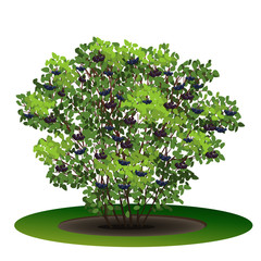 bush aronia with green leaves and berries