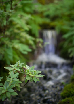 Small cascade surrounded by greenery