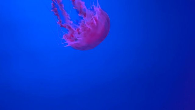 A Jellyfish in the aquarium