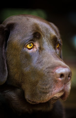 Chocolate Labrador retiever waiting