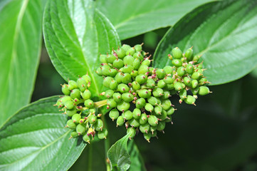 Symphoricarpos albus Blake (snowberry).