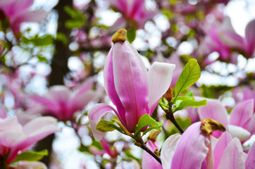 Fototapeta na wymiar Pink magnolia blossom