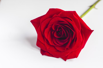 Czerwona róża na białym tle