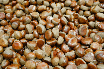 Top view of chestnut pile in the harvest season