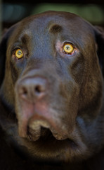 Chocolate Labrador retiever waiting