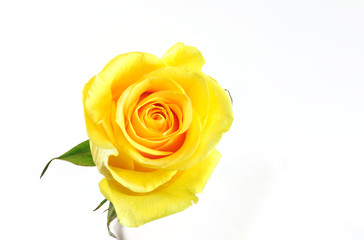 Single yellow rose isolated on the white background