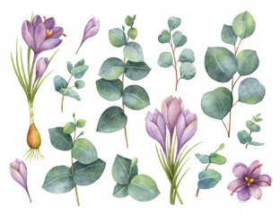 Obraz premium Akwarela wektor ręcznie malowane zestaw z liści eukaliptusa i fioletowe kwiaty szafranu.