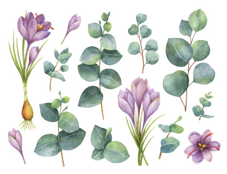 Watercolor vector hand painted set with eucalyptus leaves and purple flowers of saffron.