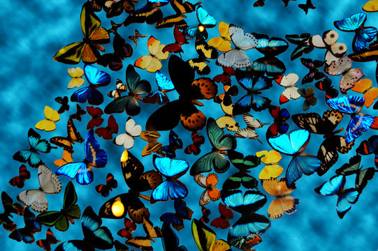 Butterflies Over Blue