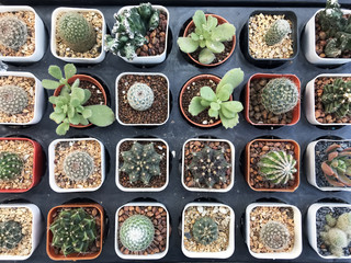 Succulent and cactus pots collection decoration plant in garden. Succulent on top view.  Decorative house plant hobby for hipster lifestyle.