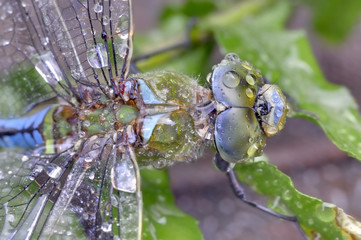 BLUE EMPEROR DRAGONFLY (Anax imperator). Female caught in a summer shower, kwazulu Natal, South Africa
