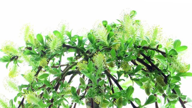 Time-lapse of growing bonsai arbuscula tree 2b2 in 2K format on white background.
