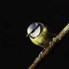Oiseaux du Grésivaudan - Chartreuse - Isère.