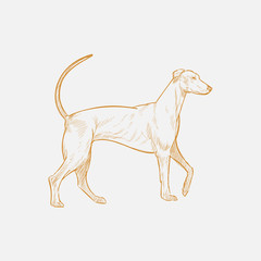 Illustration of dog