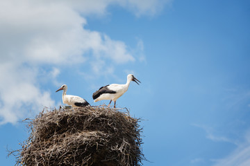 Black and white storks in nest on blue sky background
