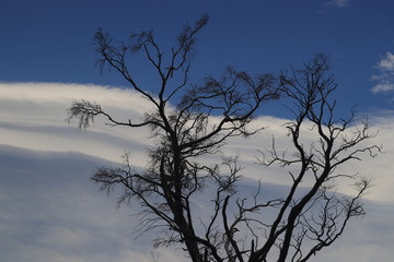 Dry tree in the sky
