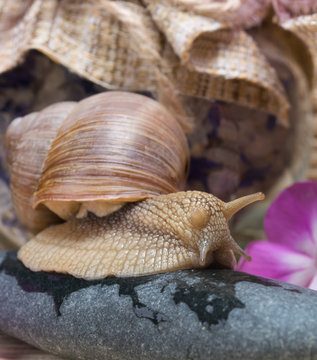 snail sits on a stone, background for spa treatments