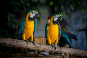 Colorful macaw on branch