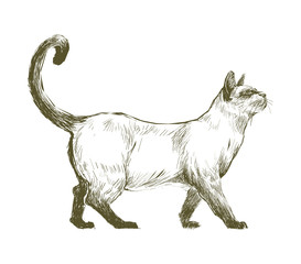 Illustration of cat
