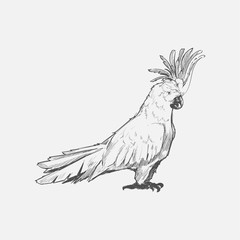 Illustration of bird