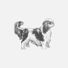 Illustration of dog