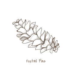 Illustration of pinecone isolated on background