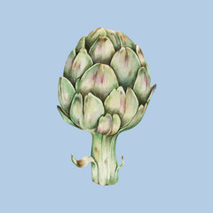 Fototapeta premium Illustration of artichoke isolated on backgorund
