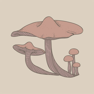 Illustration of mushroom isolated on background