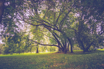 Green Crooked Trees in the Park Retro