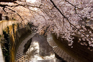 sakura kanndagawa © qpk