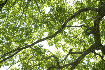 Fresh Green leaves glowing in green forest.