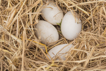 Goose eggs on the ground and dried straw nest