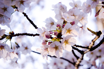 sakura