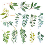 Wedding greenery twigs. Watercolor illustrations