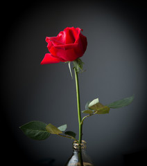 Red rose in bottle on a black background. valentine concept.
