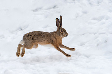 Naklejka premium Hare running in the field