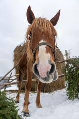 Brown horse in winter farm