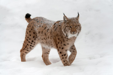 Lynx on the snow