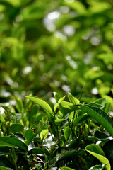 Green tea leaves on a tea plantation