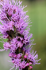 Liatris spicata flowers in the summer garden